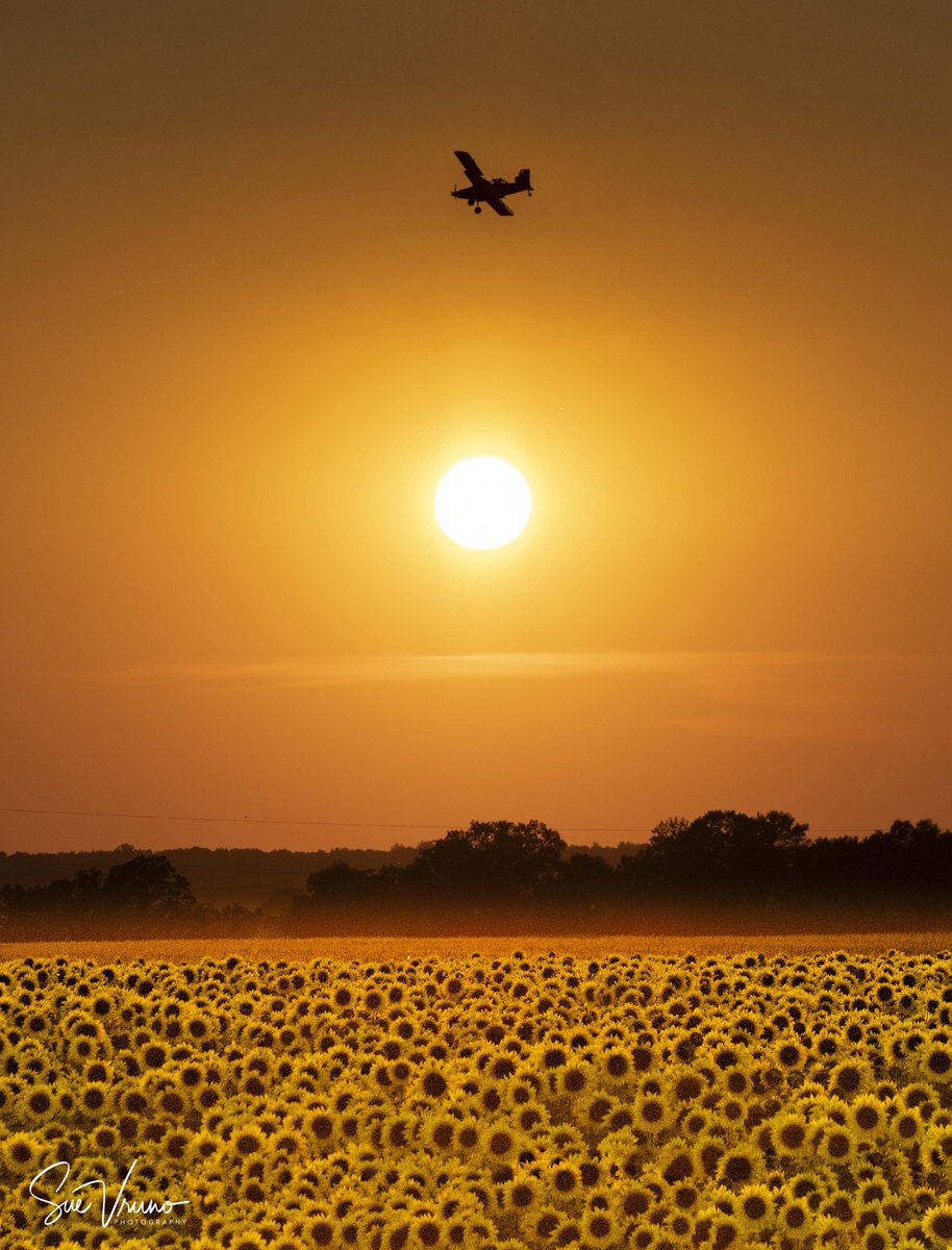 Smude Sunflower Oil tweet media