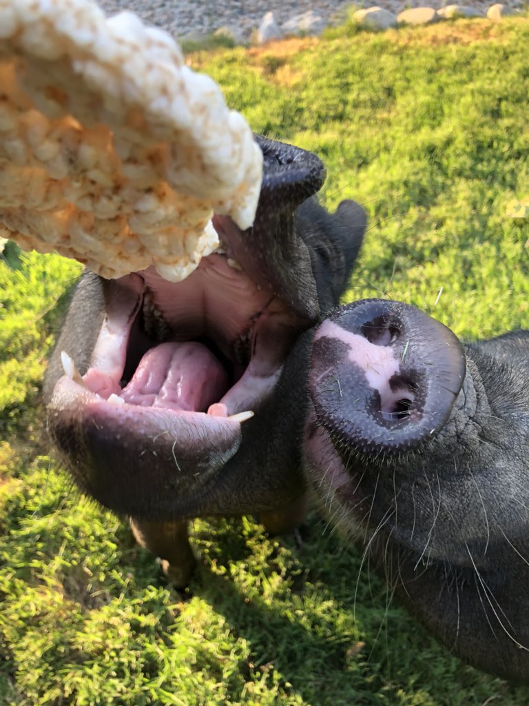 hippopotami love the rice cake
