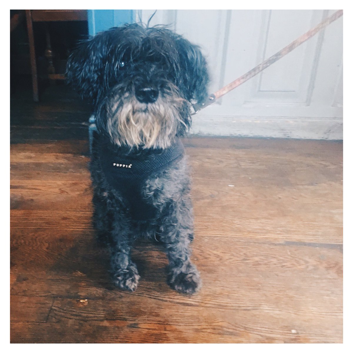 The Mill, Cambridge tweet media