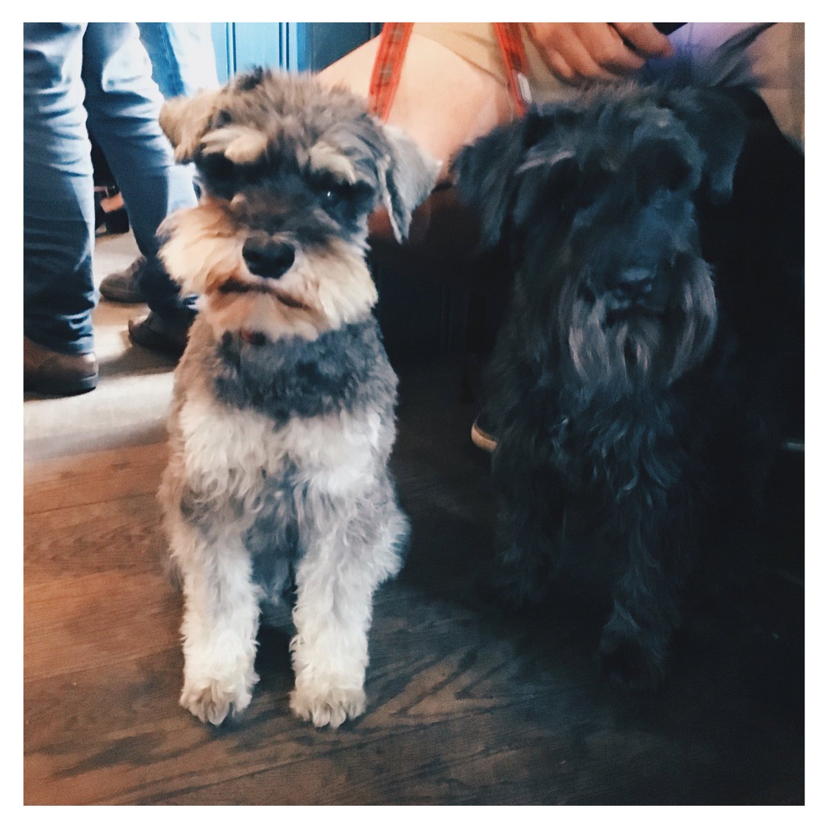 So many dogs in for lunch and only 4 photos allowed on Twitter 🐶🐶🐶🐶🐶🐶 we have had a great day so far!! #dogfriendly #dogs #mansbestfriend