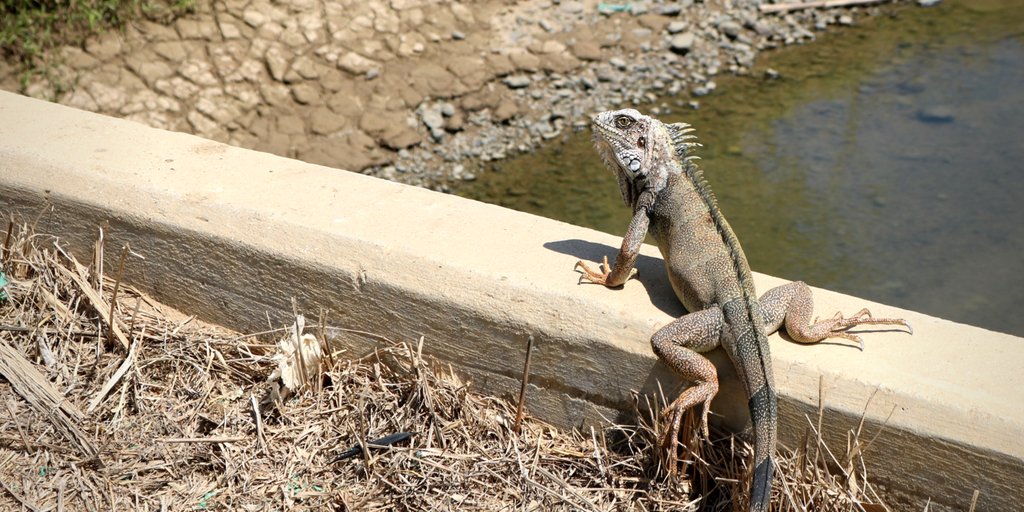 equifruit's tweet image. Spotted on sustainable #Fairtrade @banana farms: local birds &amp;amp; Iguanas! The little orange guy is called a #Chilalo, a #bird that is native to Peru &amp;amp; Ecuador. And because it's so prominent and present on the farms in Peru, our producer partner's have one featured in their logo!!