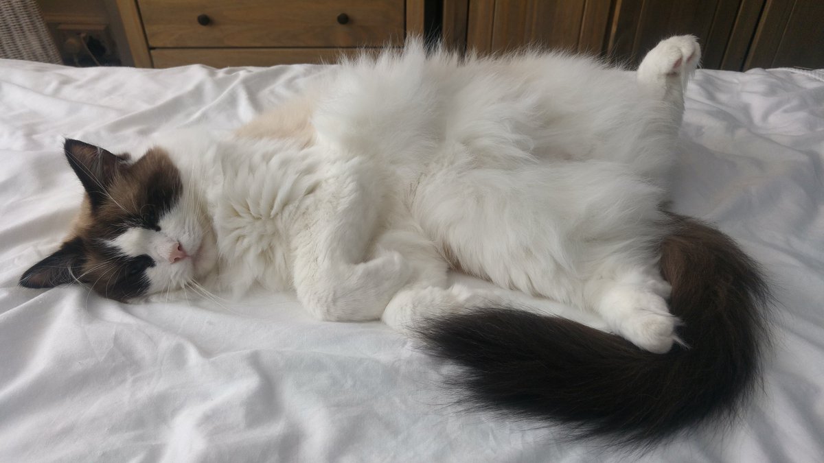 CAlexandrabooks's tweet photo. I think he's comfortable 😀#writersapprentice #lovecats https://t.co/QTPUCg1887