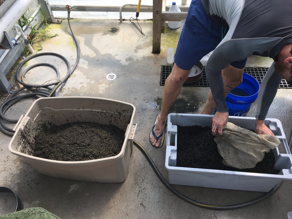 LabSav's tweet image. 2018 was a great year for the VIMS seagrass restoration program, with an estimated harvest of 11.2 million eelgrass seeds! This number is one of the highest we have had in the history of our program. @VIMS_News