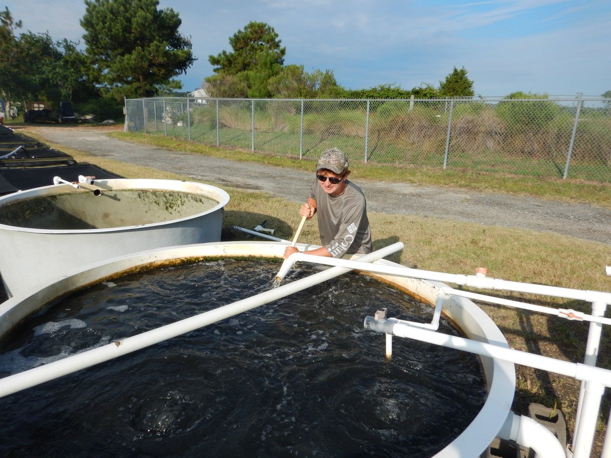 LabSav's tweet image. 2018 was a great year for the VIMS seagrass restoration program, with an estimated harvest of 11.2 million eelgrass seeds! This number is one of the highest we have had in the history of our program. @VIMS_News