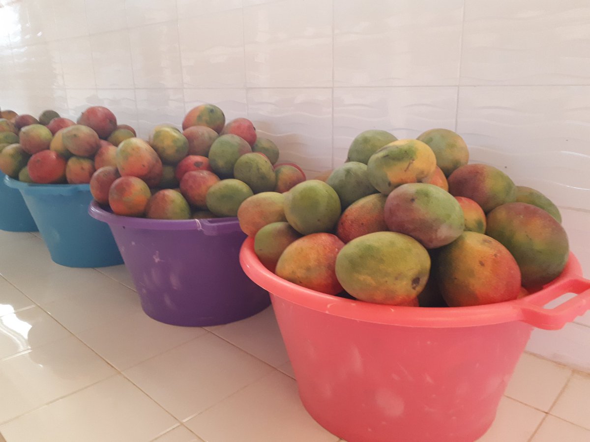 mansourafall's tweet photo. C'est la saison des #mangues! Visite de #ONUFemmes #Senegal à NdameLo (#Diender) pour voir comment ces braves #femmes s'activent dans la transformation des fruits et nous faire goûter à leur célèbres mangues séchées !! Stay tuned !! #SunuMbay #Thies #WomenEmpowerment https://t.co/BjuHeW0vR8