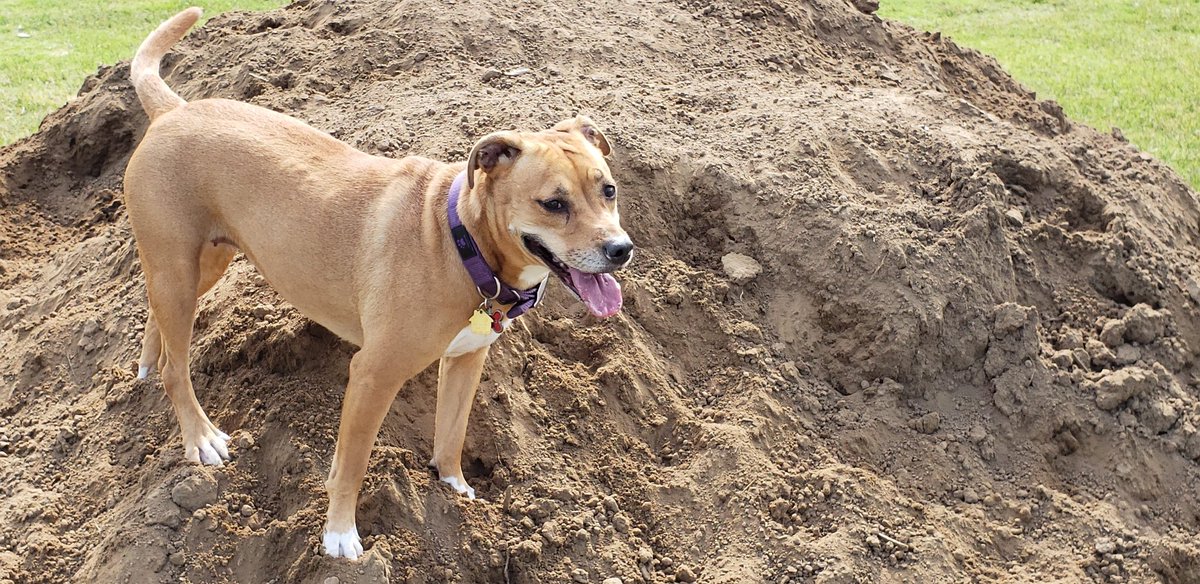 hopesolothedog's tweet image. Happy game day to my big sister #14  @maggie_ertl! #astatesoccer #WolvesUp 🐺👍⚽