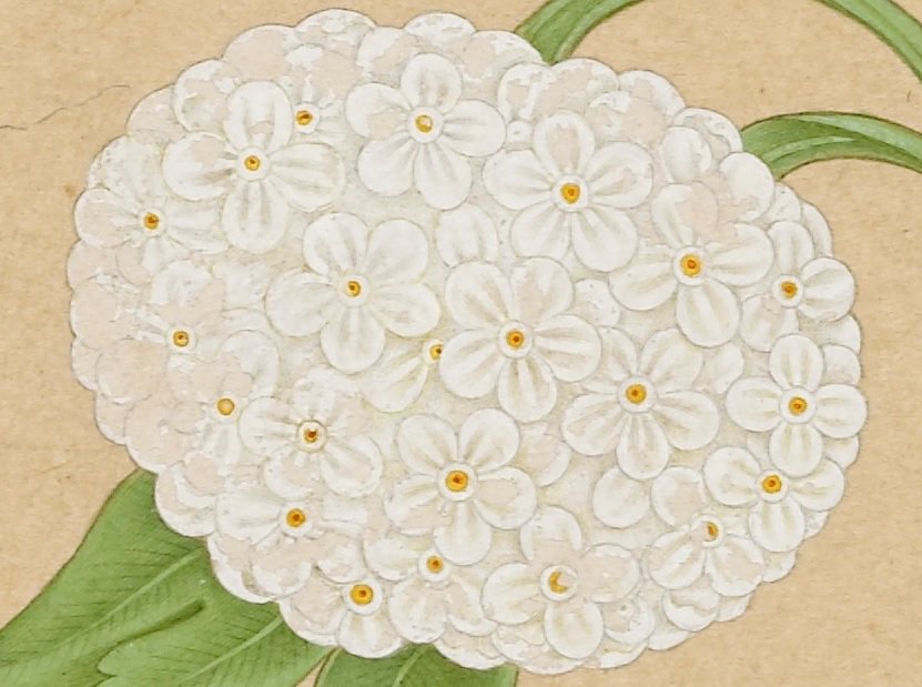 SaqibBaburi's tweet photo. #Oriental #flora II: Tranquil #white #blossoms from the @BL_VisualArts #Album of Prince Dara Shukoh, son of Emperor Shah Jahan 📖 Add. Or. 3129 #DaraShikoh #DaraShokuh #Mughal #Timurid #India #safid https://t.co/01h6x5X2qB