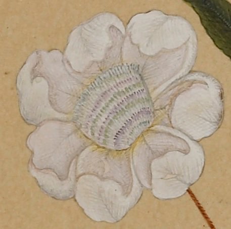 SaqibBaburi's tweet photo. #Oriental #flora II: Tranquil #white #blossoms from the @BL_VisualArts #Album of Prince Dara Shukoh, son of Emperor Shah Jahan 📖 Add. Or. 3129 #DaraShikoh #DaraShokuh #Mughal #Timurid #India #safid https://t.co/01h6x5X2qB