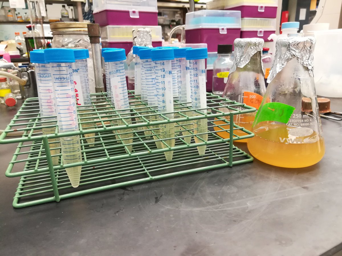 GeoSantiagoM's tweet image. When you used the incorrect antibiotic #PositiveResults #NegativeControl #NotResistence #PosDocAdventures hahaha