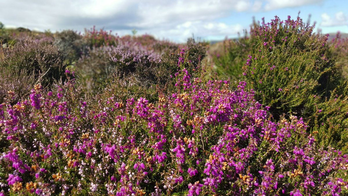 Bonnie heather at the moment