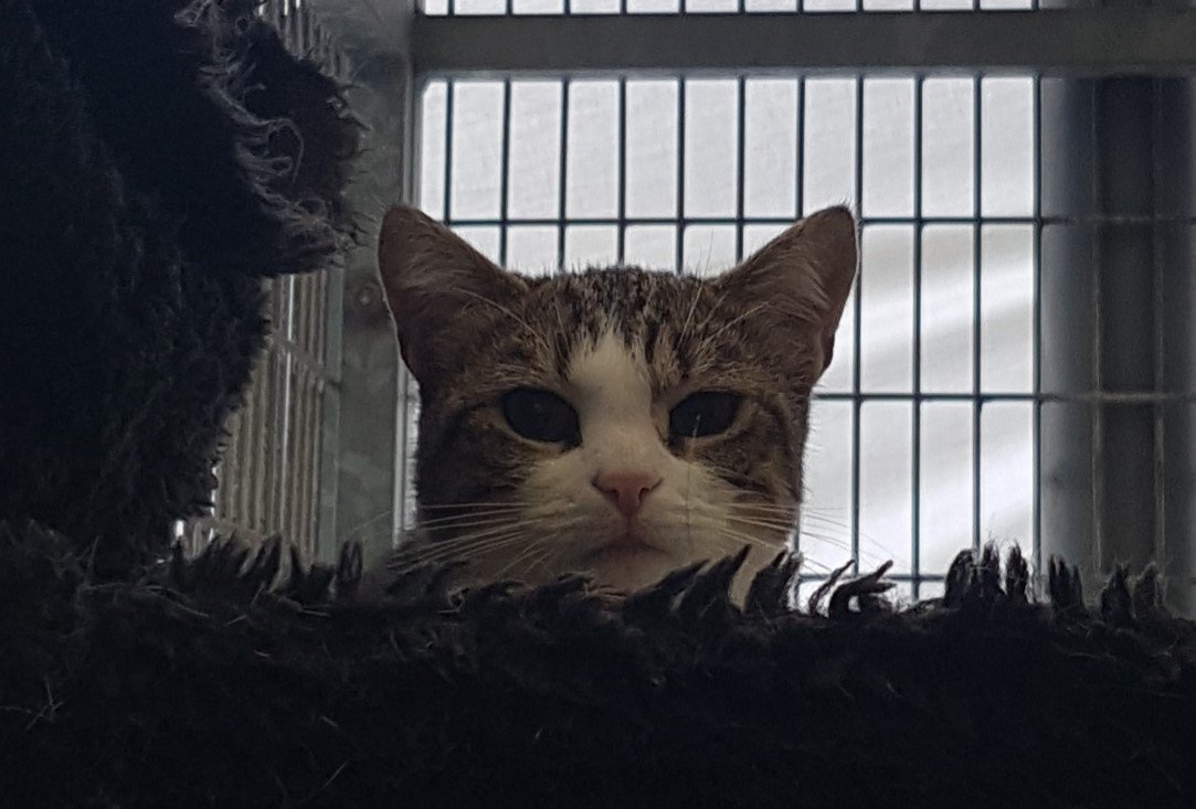 Haags Dierencentrum tweet media