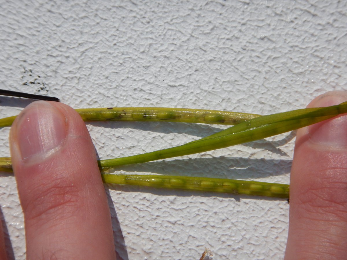 LabSav's tweet image. 2018 was a great year for the VIMS seagrass restoration program, with an estimated harvest of 11.2 million eelgrass seeds! This number is one of the highest we have had in the history of our program. @VIMS_News