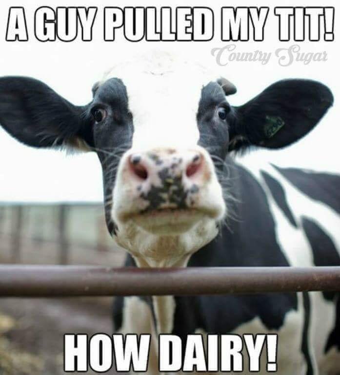 Dairy_is_scary's tweet image. #undeniablydairy

 A guy pulled on my tit!  HOW DAIRY! 

#dairyisscary #TellItLikeItIs #Farm24 #Farm365