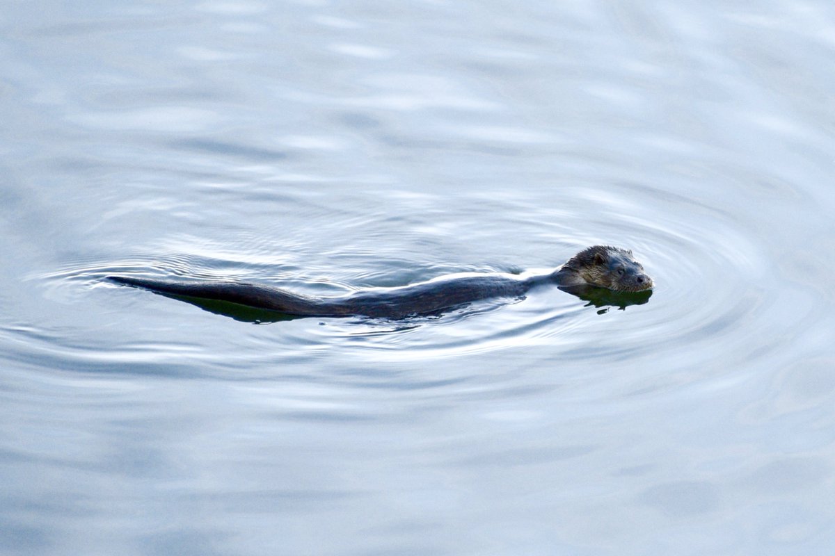 DanoAberdeen's tweet photo. That moment when a ottor swims past as you wait for vessels arriving into Aberdeen Harbour, here’s a few shots I managed to capture. #danoaberdeen #ottor #wildlife #aberdeen #aberdeenharbour #animal #swimming #cuteanimals #water https://t.co/QNcs7g4jyY