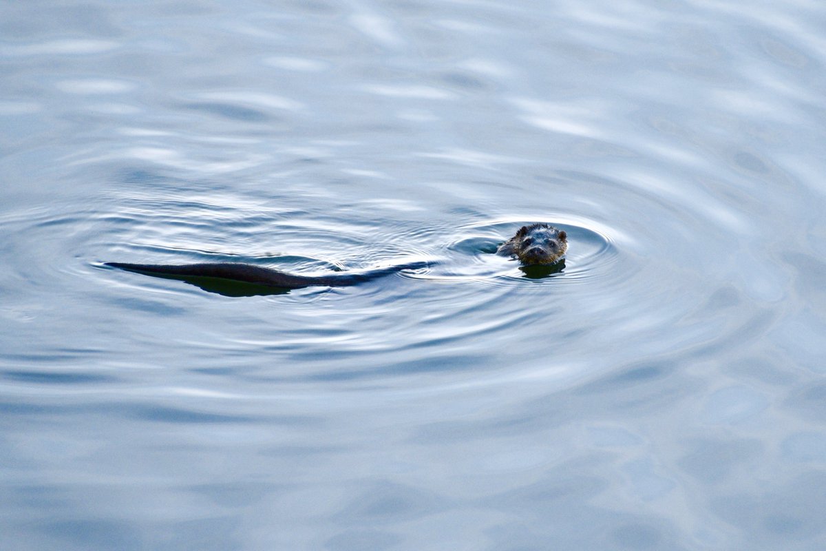 DanoAberdeen's tweet photo. That moment when a ottor swims past as you wait for vessels arriving into Aberdeen Harbour, here’s a few shots I managed to capture. #danoaberdeen #ottor #wildlife #aberdeen #aberdeenharbour #animal #swimming #cuteanimals #water https://t.co/QNcs7g4jyY