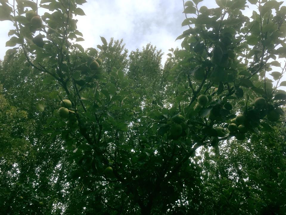 FishRetreat's tweet photo. The Fisherman’s home grown organic apples from our mini orchard!
Straight to the kitchen for our chefs to conjure up something sweet!
#localproduce #apples #miniorchard #organic #GoodFood #fruits #appletree #Homegrown @McrFoodandDrink @VisitRossendale @ValleyatWork #ramsbottom https://t.co/9Cywxrc7QV