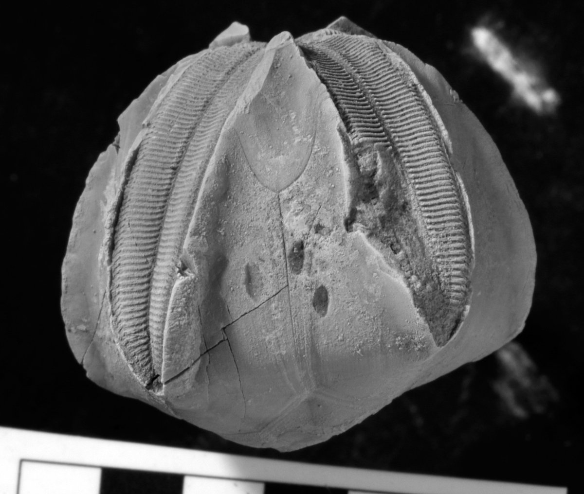 blastoid theca (body) with a series of puncture marks