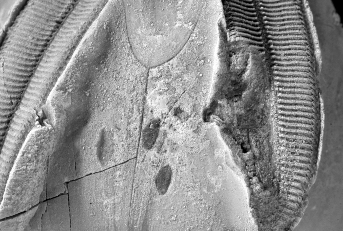 close up of the puncture marks on the theca (body) of this blastoid. There are at least four, and one is associated with cracks, radiating from the point of impact