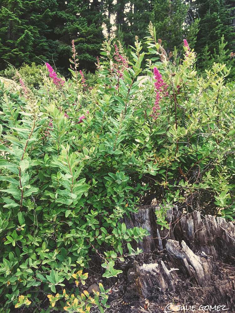 naturechronicle's tweet photo. on rotting stumps
along the lake
spiraea blooms
#haiku #spiraea #Hardhack #nativeplants #iphoneography https://t.co/QgQaEkm43I
