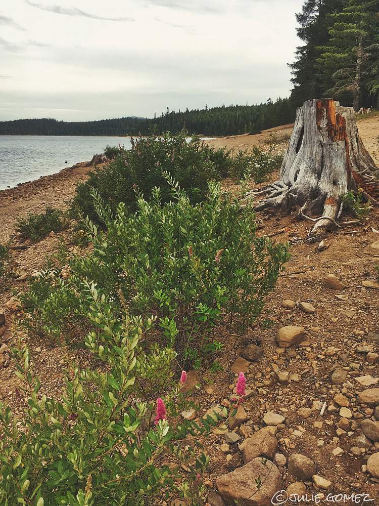 naturechronicle's tweet photo. dry and dusty
thirsty roots plunge
the lakebed blooms
#haiku #Spiraea #Hardhack #nativeplants #iphoneography https://t.co/QgehlMTQAY