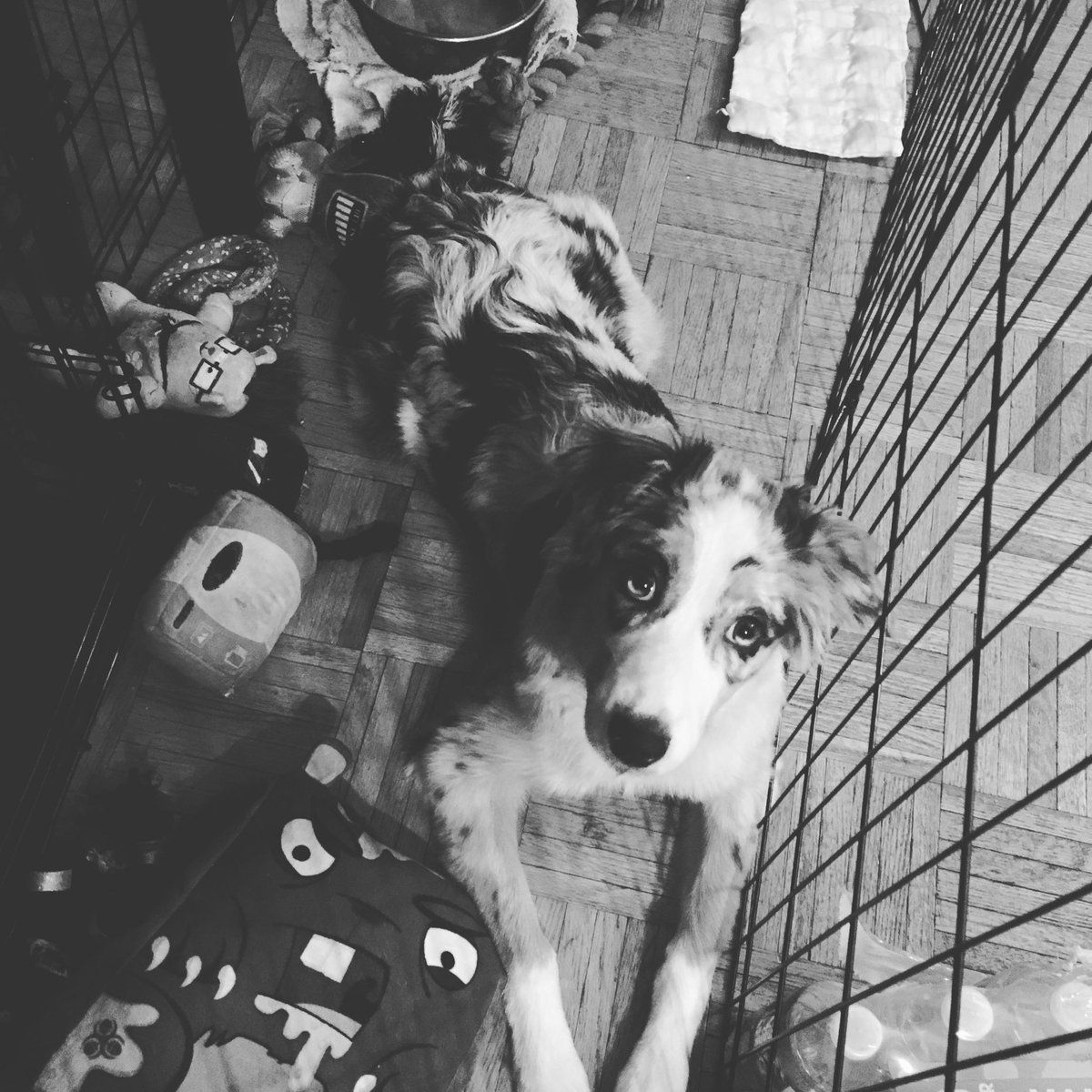 Terri_Harr's tweet photo. This girl is so pretty! She’s watching the kids play. She’s growing so quickly! Almost five months old! #roxiemoxieblues #bluemerleaussie #australianshepherd https://t.co/V2UeIgQLyB