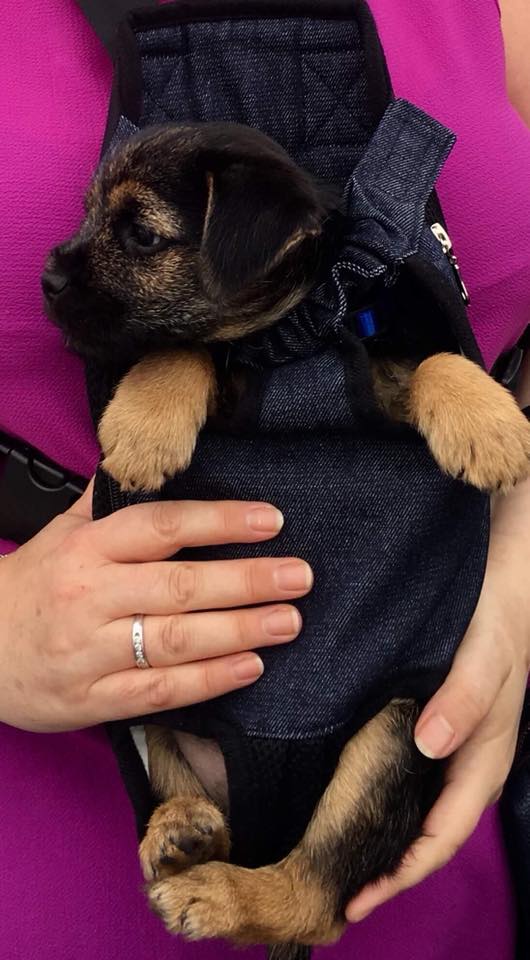 MistaHippyDalek's tweet photo. @LimeOscar @MrSebBT @lilliandarchie @Oscar_cute_BT @claptonterrier @lyndaward5 @LynnieYankee @BunnersAndHarvs @Freddie_bt @stockton_rolo @mk_inwa @dfpwriter @diamondbertie @ThomasATerrier @MossTheBT @JackMolly3 @TedTerrier @ScruffyBuffyBT @littledonna7 @Barneydog14 @3phibotticelli @maria7scruff @BonnieBooBT @Bodskiboodle @WOtterface @Rubyscout2 @molly_bordert @RohanTheBT @Piper_Winnie @susantesta @leotheborder Oh my pals, look at dis puppy's back legs and paws! Cutest fing evah! https://t.co/Hk5Y0UG76v