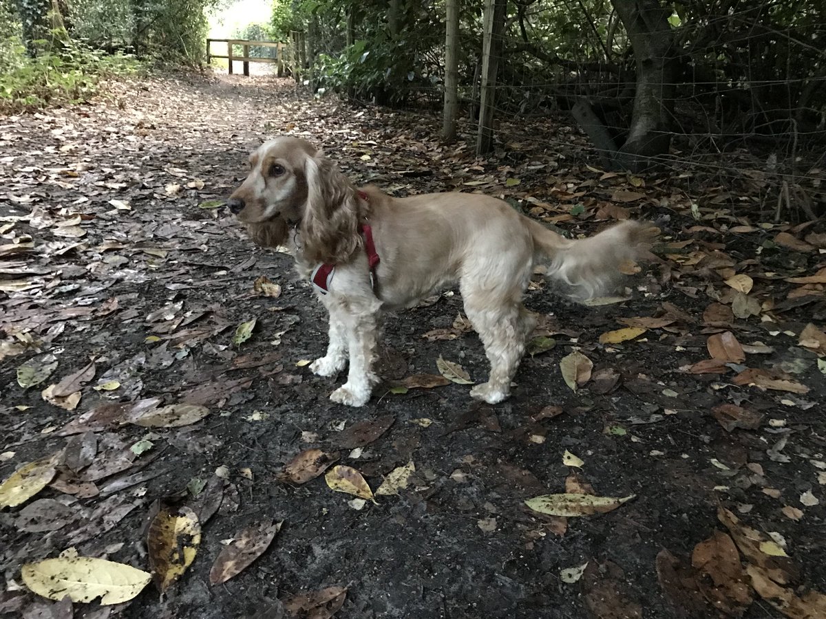 fiholley's tweet photo. Managed a late dog walk without the rain!! #NursesActive #NHS1000miles #ASPHgetactive ππΆ https://t.co/aDWrQep30c