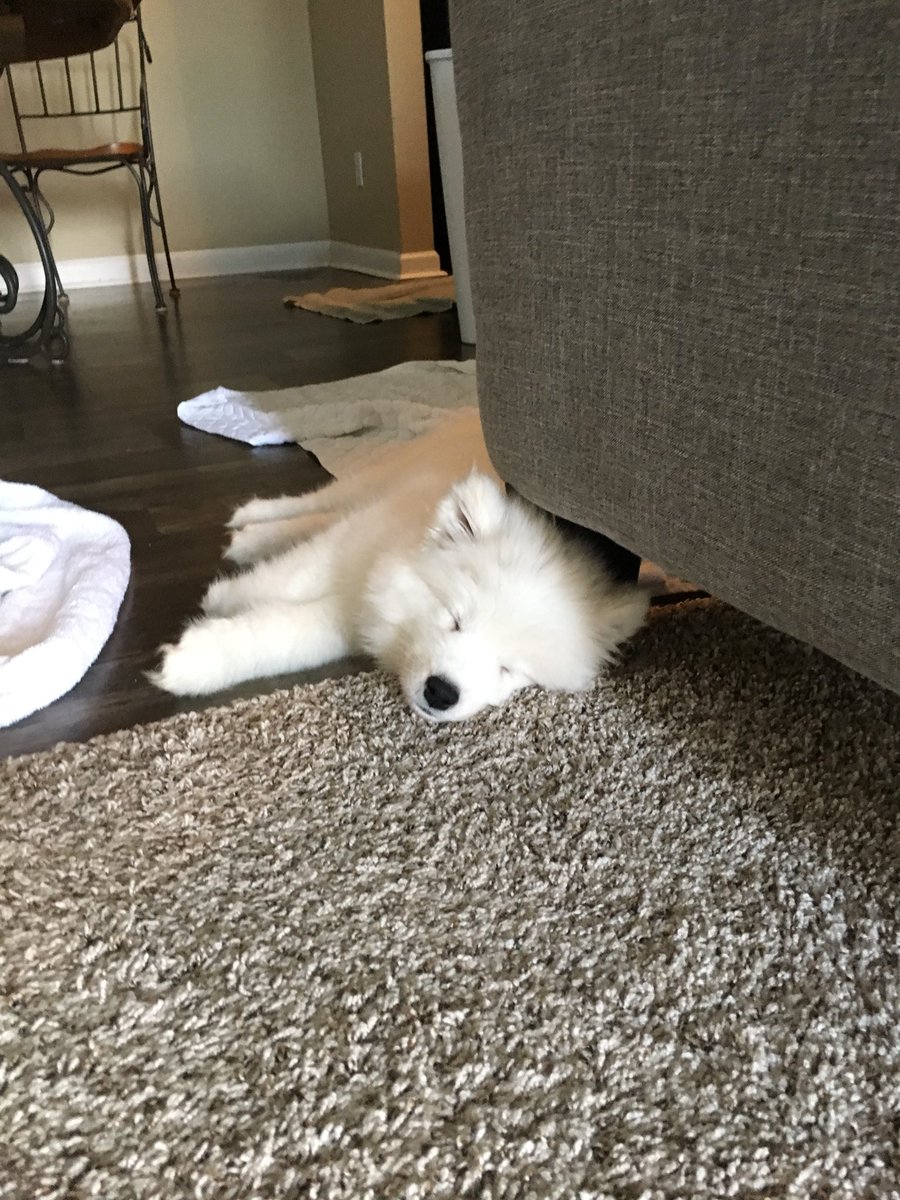 Cheezy-Z (チーズィー) tweet media