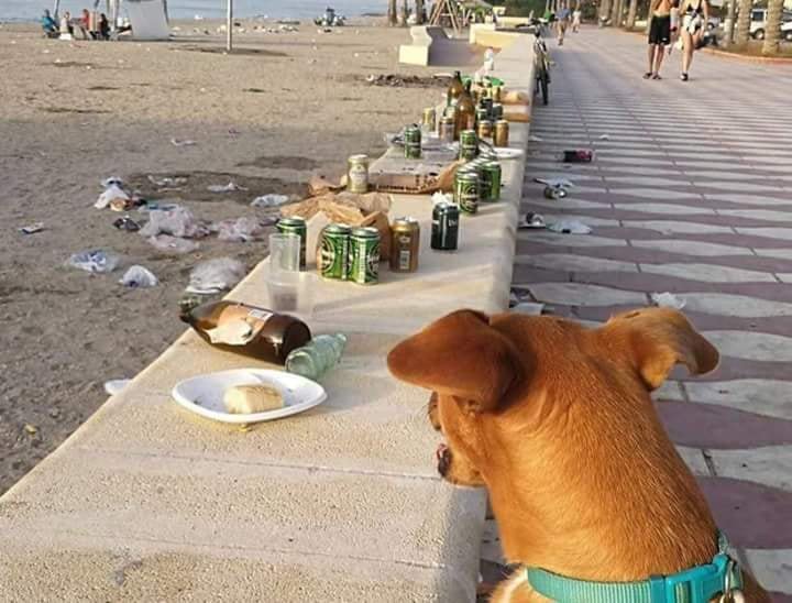 Si ça se trouve je suis interdit sur cette plage pour raisons d'hygiène 😂🐶