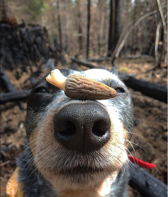 Real_Mushrooms's tweet photo. CAPTION THIS!?!
-
Photo Credit: @woodlandcravings
.
.
.
.
.
.
woodlandcravings#Pukacita #BlueHeeler #HeelerGram #HeelerNation #DogsOfInstagram #TrailMutt #CampingWithDogs #wildfoodlove #forage #foraged #forager #foraging #foragedfood #forageandharvest #foodandwine #foodie #f… https://t.co/sFl9w0Px9T