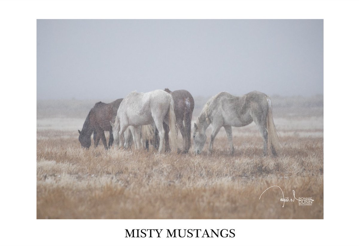 LensmenProject's tweet photo. .@RonnieDunn's #MustangMonument Series transports you to the vast and beautiful Wild West landscape of Wells, #Nevada. During a cold and snowy November of 2017, Ronnie immersed himself amongst the 1500 rescued wild mustangs roaming nearly 90,000 acres. https://t.co/DndflTWCgm https://t.co/8fo4VAkEY2