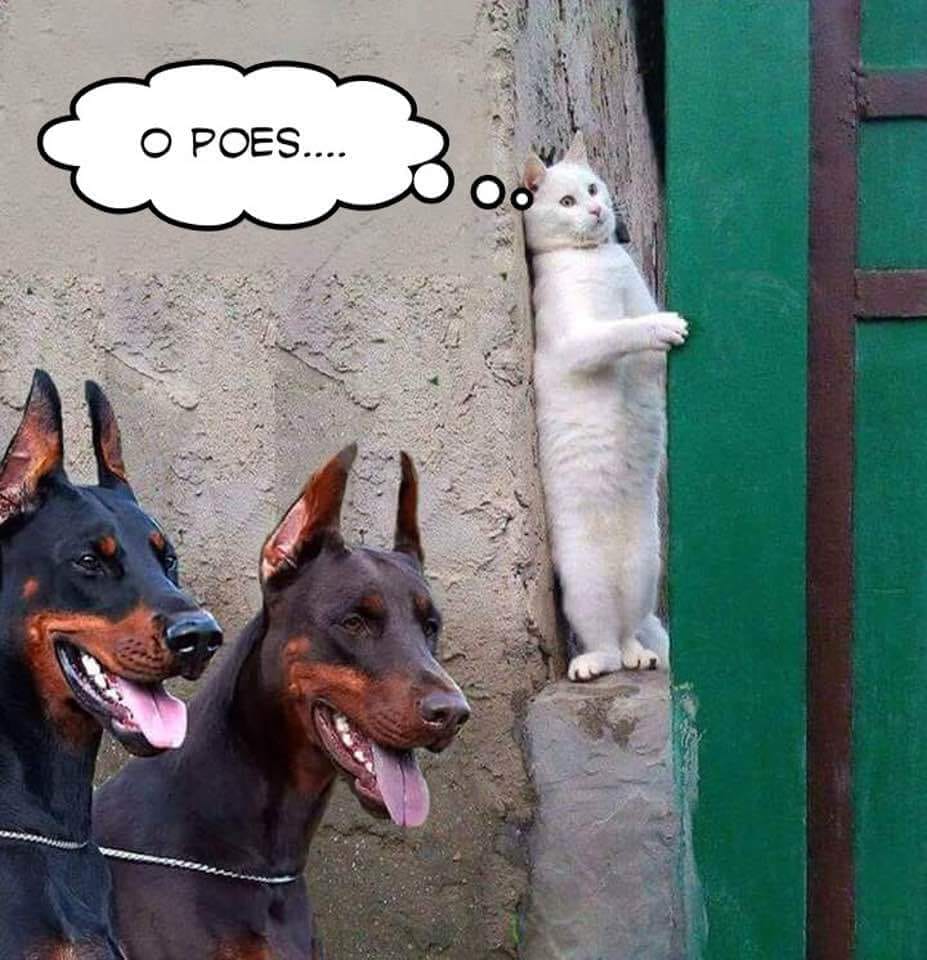 CD_Musgrave's tweet photo. #OhCat 🐕🐈 https://t.co/m5WTwFnuuL