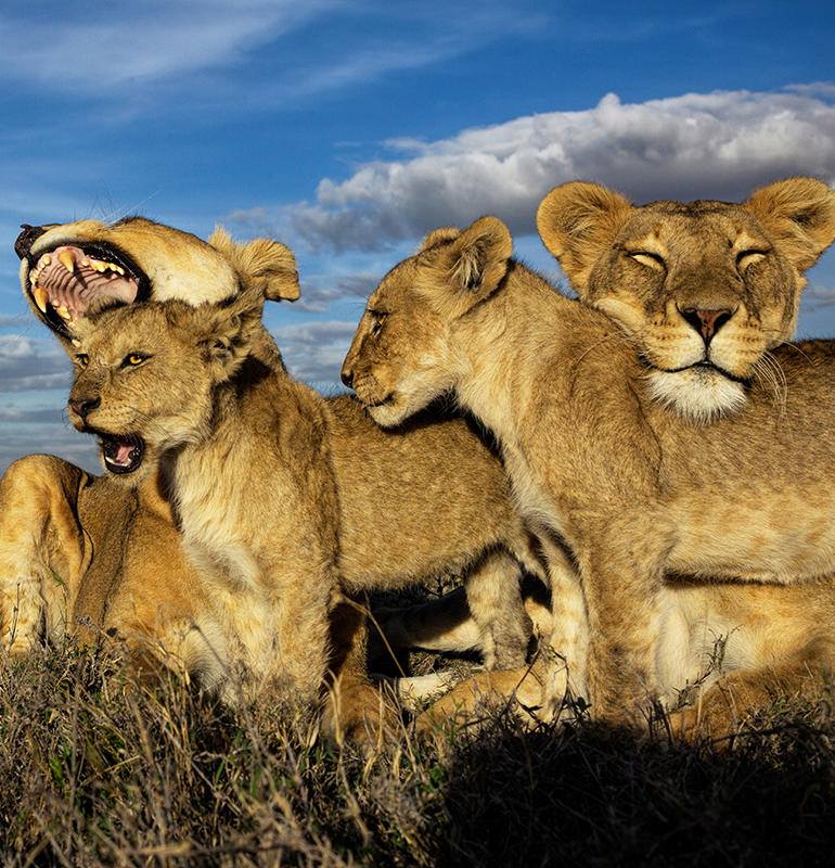 Nat Geo Museum on Twitter "Who do you consider part of your pride