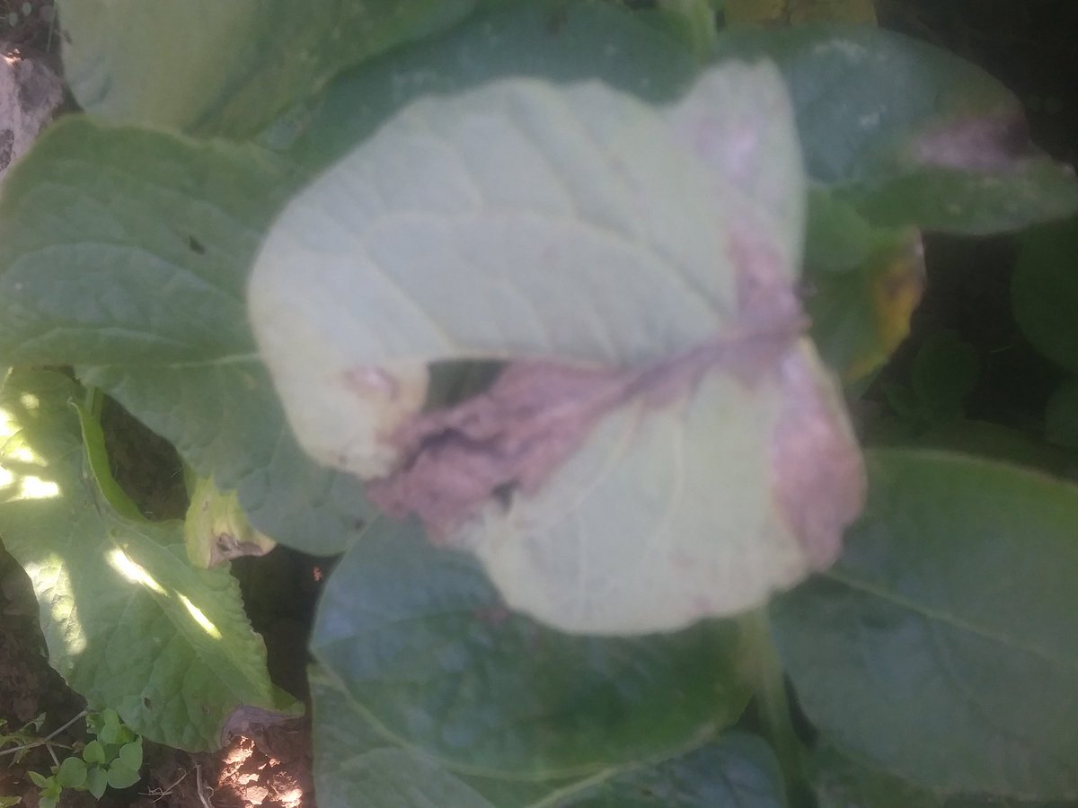 Back at my <a href="/OGAgrowers/">Organic Growers Alliance</a> <a href="/OrgResCent/">Organic Research Centre</a> <a href="/SarpoUK/">Sarvari Trust</a> <a href="/IFarmers/">Innovative Farmers</a> <a href="/SoilAssociation/">Soil Association</a> mesh v blight trials. Fresh foliage in rude health. Hint of something on senecing leaves &amp; on edge of mesh. Not LB I think. Botrytis?