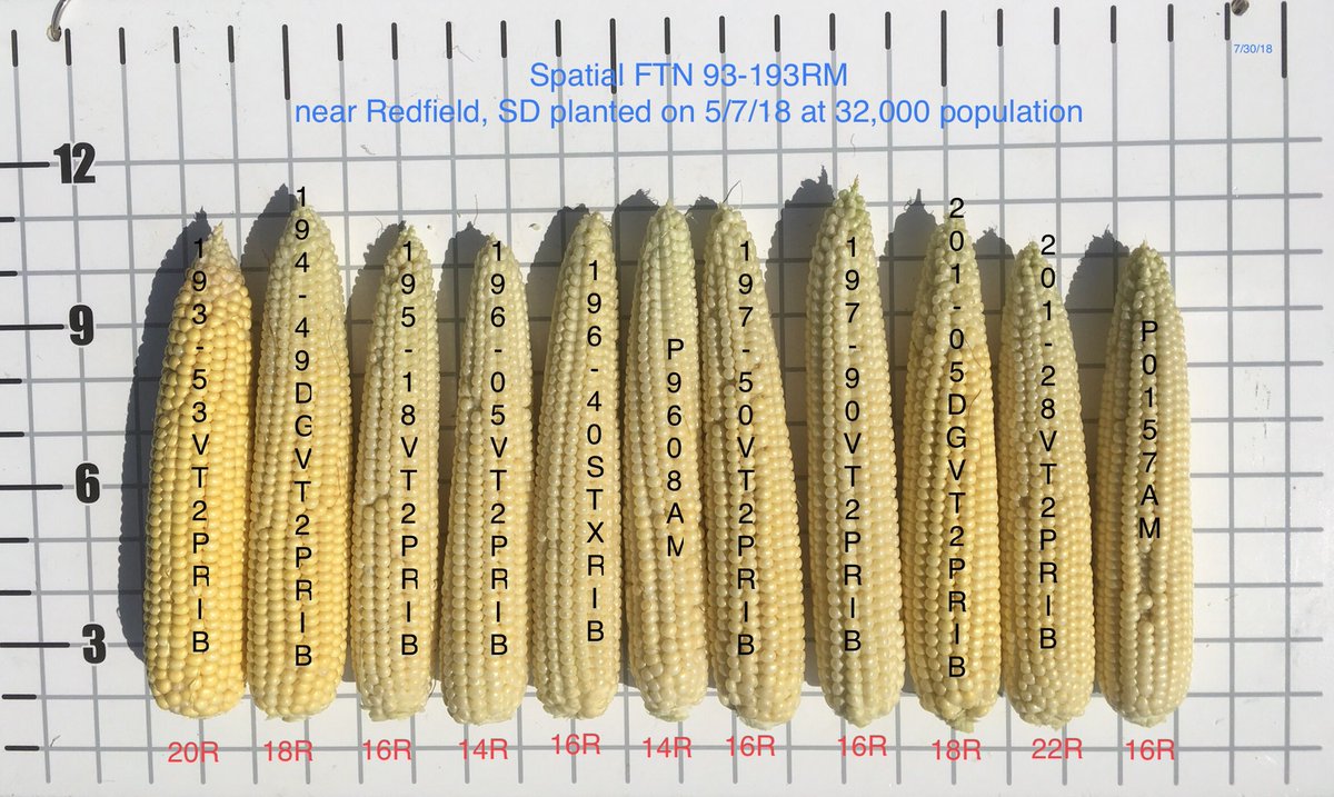 Channel_SD's tweet photo. Revisted the Spatial Trial 93-103R near Frankfort, SD and ear development had moved along at a good pace. Right now yield potential looks good. Just need a couple more timely rains to finish the corn. @ChannelSeed @ImSoyCornfused @priceginger @brock_h21 #Grow18 #ChannelYields https://t.co/6v60navdm7