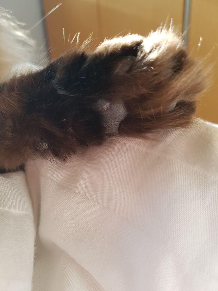 Kater_Chico tweet picture