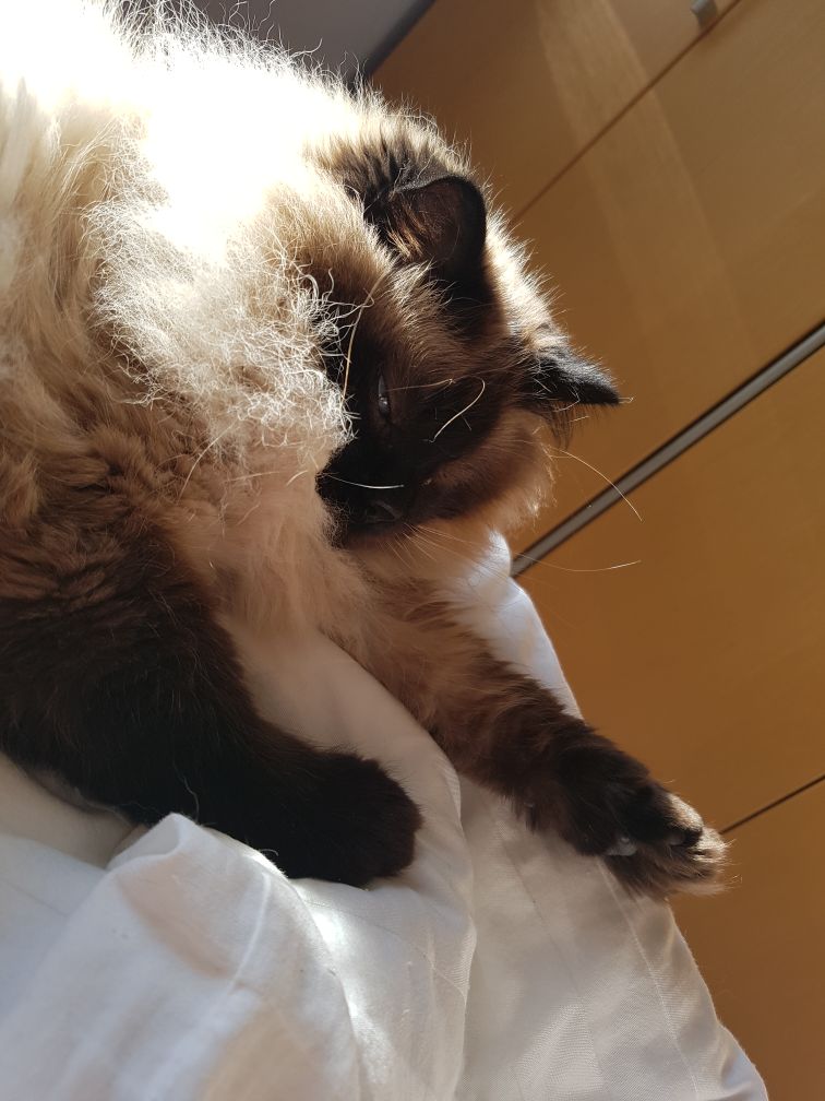 Kater_Chico tweet picture