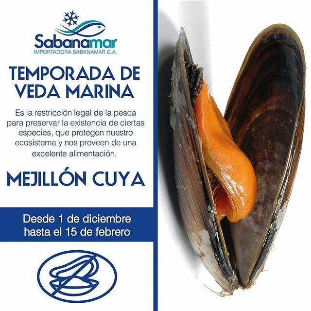 Sabanamar's tweet photo. Hasta el 31 de diciembre hay #TemporadadePesca de #MejillonCuya.
El cultivo del #mejillon se da en el  nororiente de Venezuela, específicamente en los estados Sucre y Nueva Esparta. De hecho existen diversas … https://t.co/GAE3m4vytX https://t.co/MTxJkVd2n0