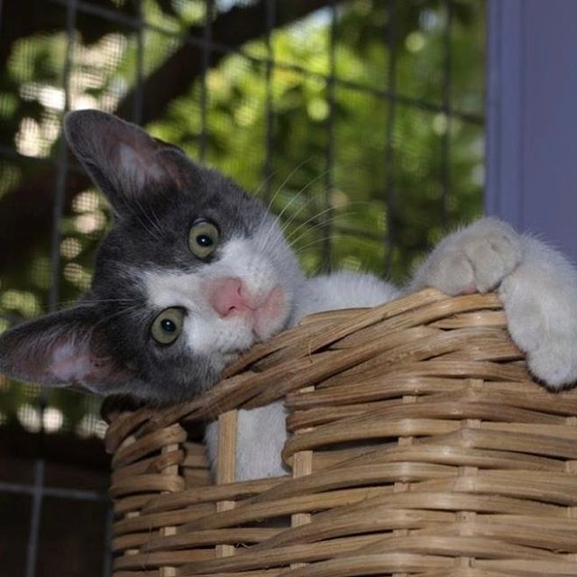 “I have lived with several Zen masters — all of them cats.”
#cat #catlover #pet #catlover #kittens ift.tt/2MFcLwU