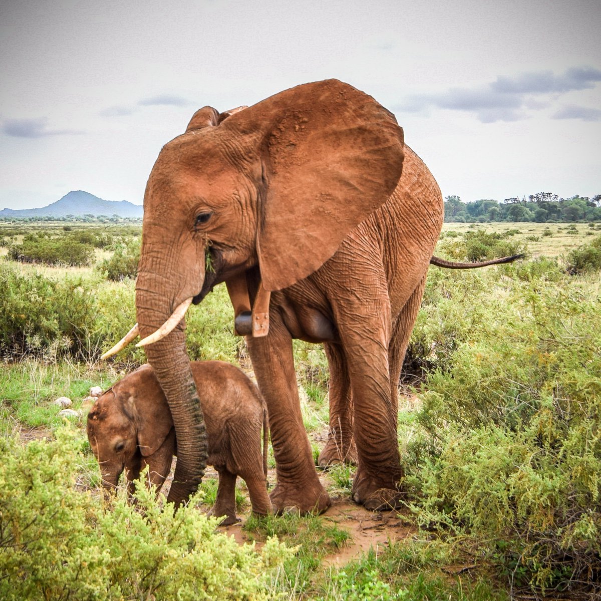 New research which is part of a wider study by Save The Elephants &amp; <a href="/ColoradoStateU/">Colorado State University</a> into the social impact of adult mortality on orphaned female elephants, shows that orphans receive more aggression from other elephants. Read more: goo.gl/GF7tfq Photo: <a href="/janewynyard/">Jane Wynyard</a>