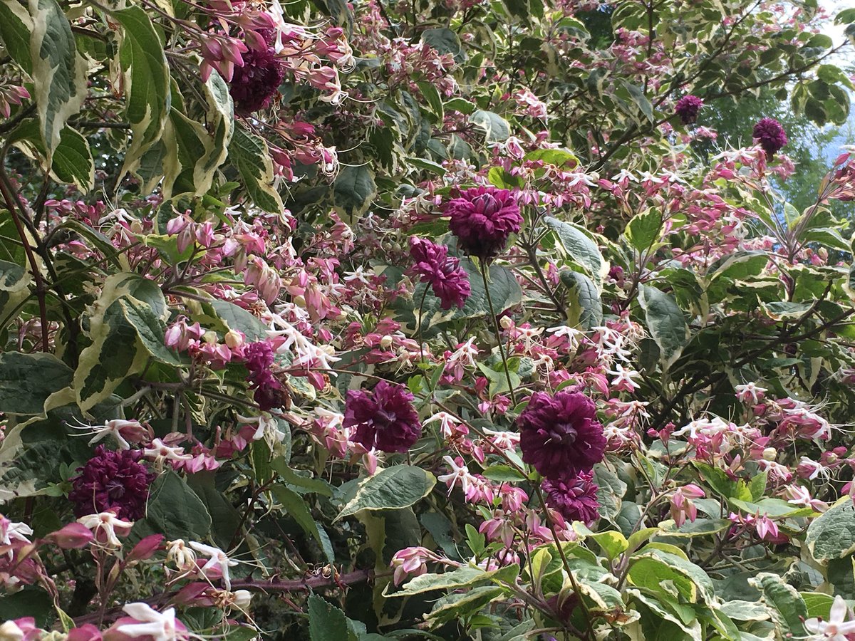 Harvey Stephens tweet media