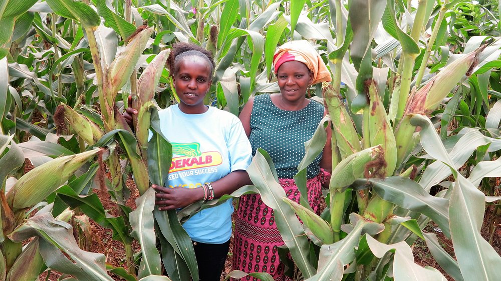 How #villagebasedadvisors in #Kiambu are assisting farmers to gain access to new early-maturing hybrid #maize varieties and information on good agricultural practices bit.ly/2P0nfsD