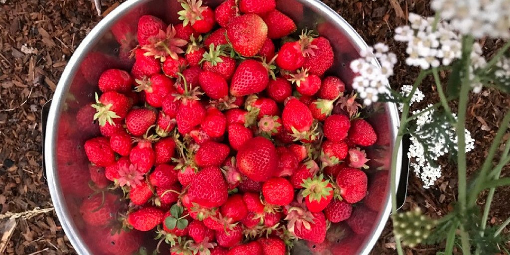 BCStrawberries's tweet photo. Enjoy the sunshine! Get out to the farms this weekend with family and friends. https://t.co/A0mfTTrWtZ https://t.co/jM4DpWquro