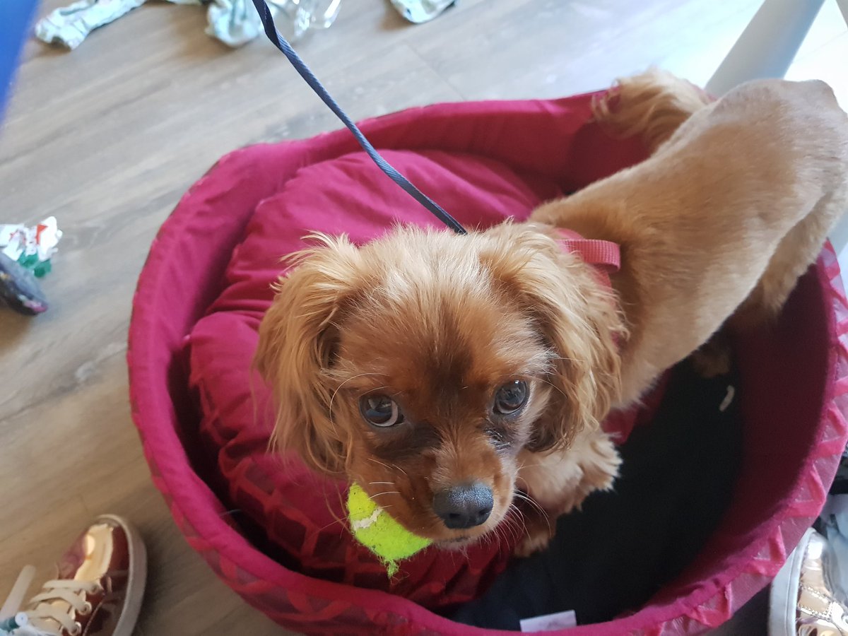 HenryDoggo's tweet photo. Testing out my new bed! https://t.co/B4TByKRK63