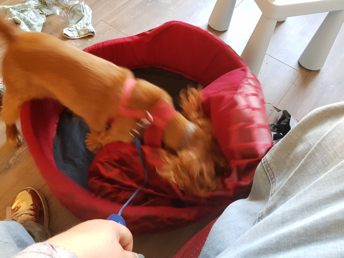 HenryDoggo's tweet photo. Testing out my new bed! https://t.co/B4TByKRK63