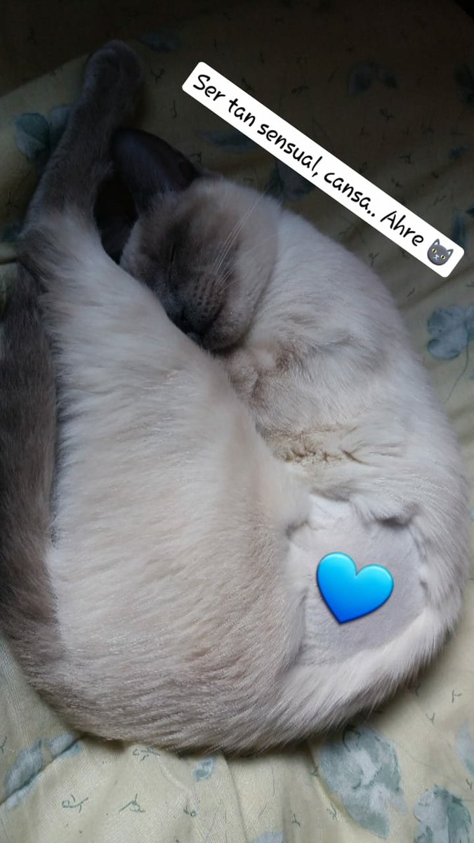 FloorAcostaa_'s tweet photo. Quiero compartir con ustedes, la gata no gata ahre #Lulito (aclaro que en la primer foto era gata, ahora es gato 😂)  #Bellaza #Gatuno #CatLovers 🐱 https://t.co/L7Z8MYf5lt