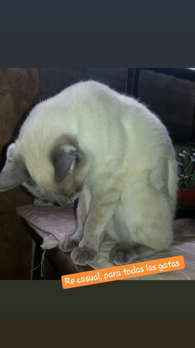 FloorAcostaa_'s tweet photo. Quiero compartir con ustedes, la gata no gata ahre #Lulito (aclaro que en la primer foto era gata, ahora es gato 😂)  #Bellaza #Gatuno #CatLovers 🐱 https://t.co/L7Z8MYf5lt