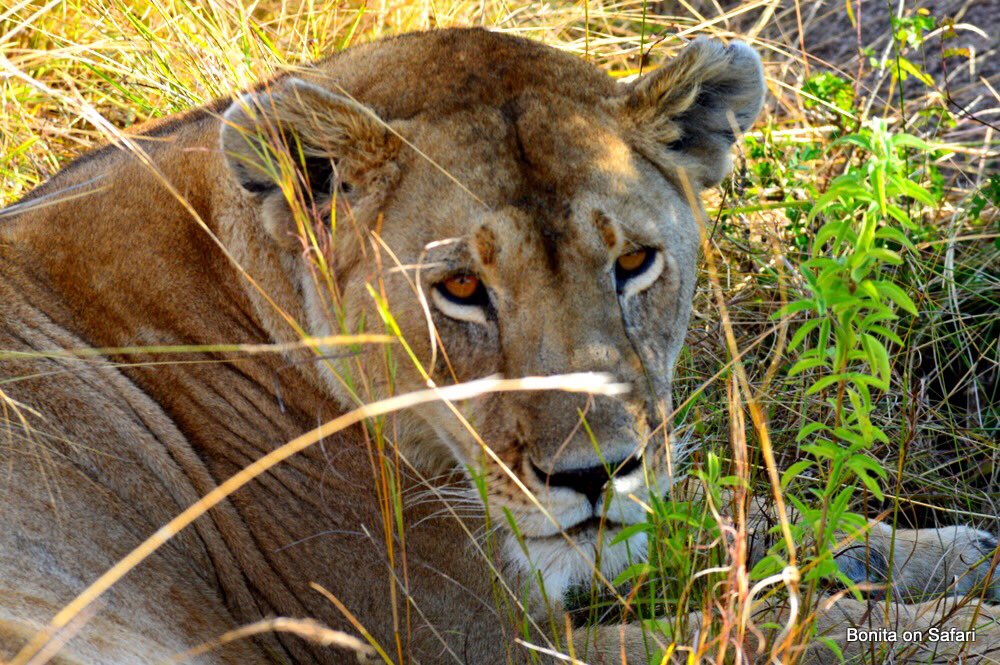 bonitaonsafari's tweet photo. The Mara never disappoints. https://t.co/xkmCdmXVHp