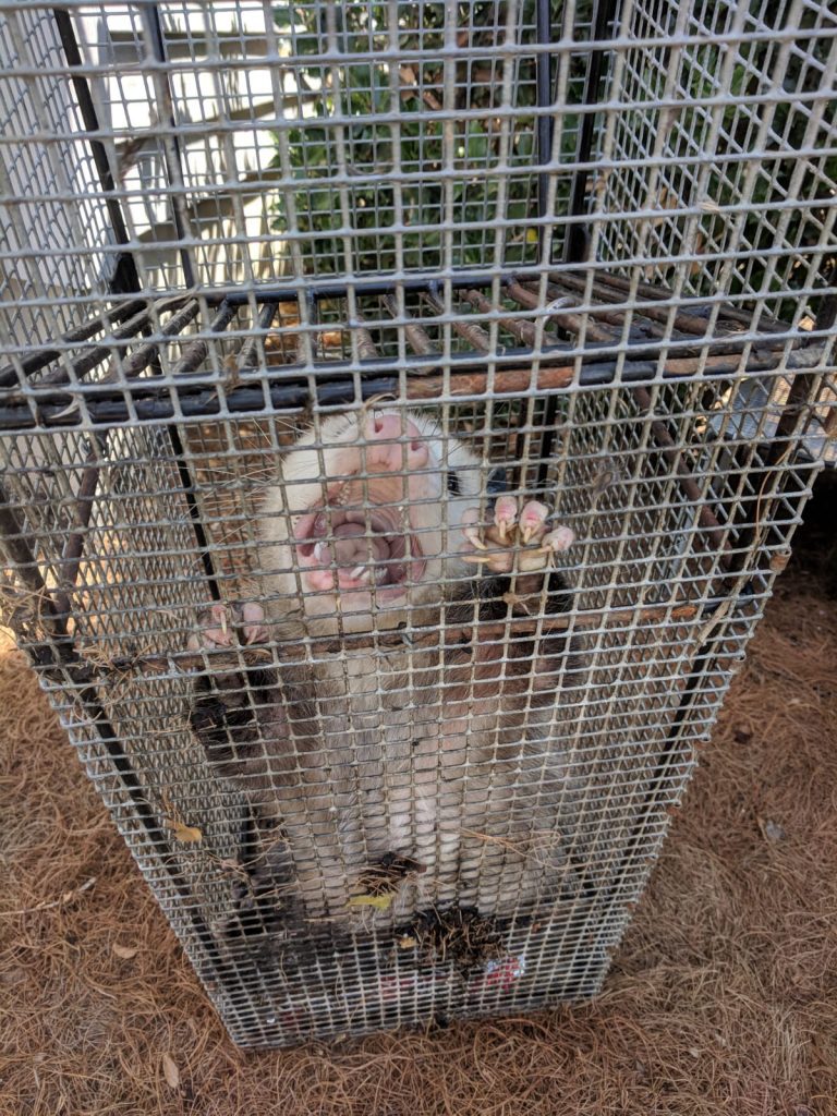 AAnimalControl's tweet photo. Nuisance Opossum Removal &amp; Trapping https://t.co/u3o8UgVa48 https://t.co/gR583NNU91