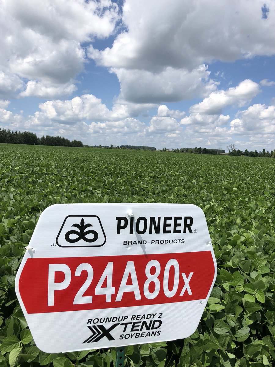 macmillanss's tweet photo. This soybean combines yield, disease tolerance, SCN resistance and a darn pretty look! One of my favourite soybean genetic families!
#P24A80X #stumacmillanseeds #PioneerSeedsCA #PI88788 https://t.co/mF0vqX2LWa